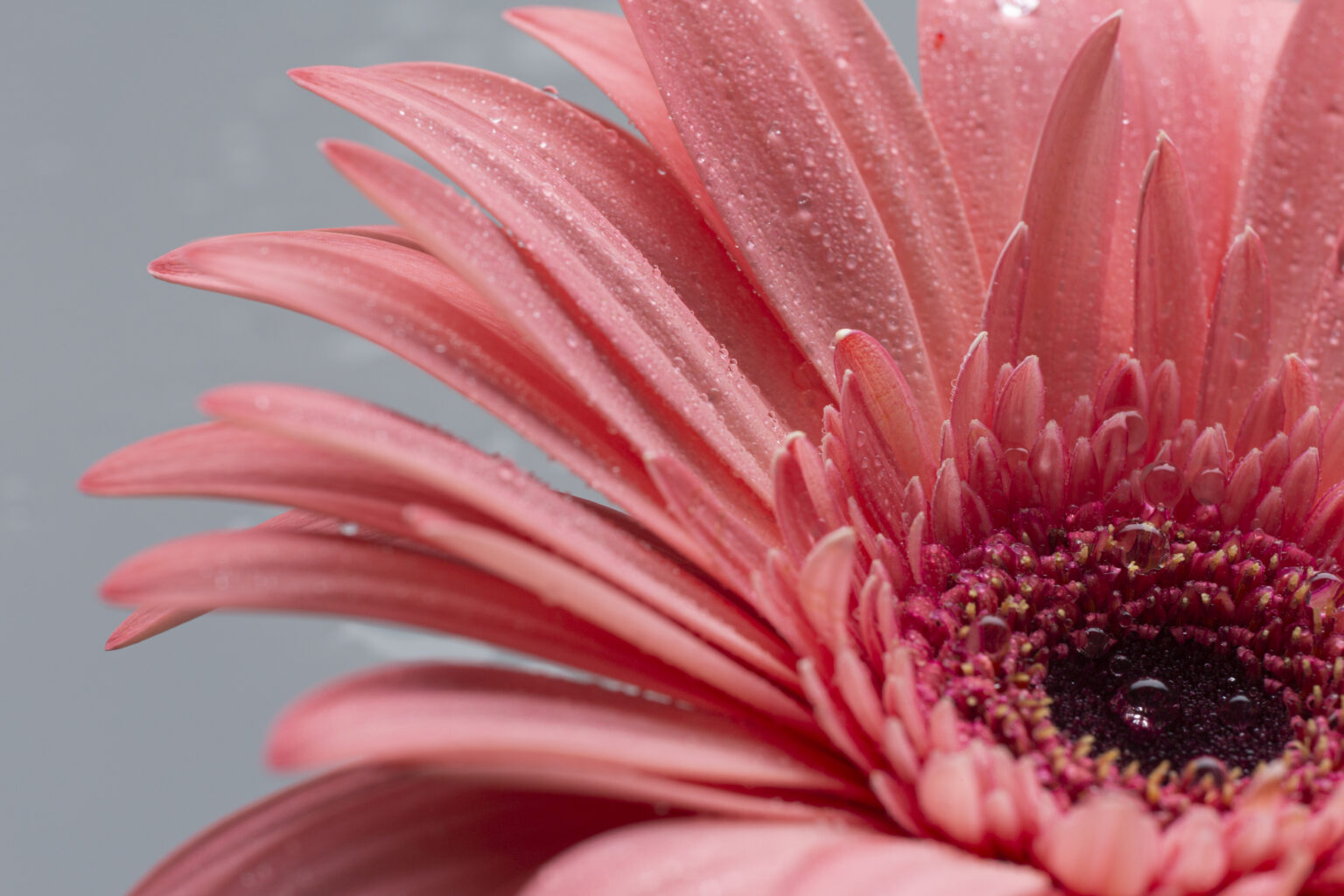close-up-cute-flower-gerbera