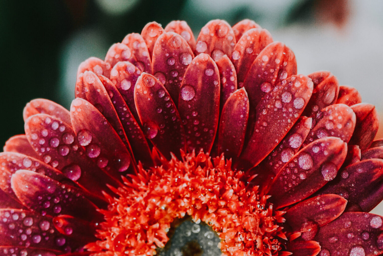A vertical closeup shot of a beautiful aster flower covered in dewdrops